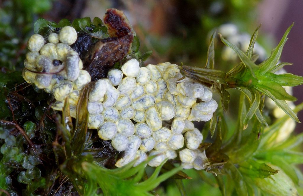 Physarum conglomeratum